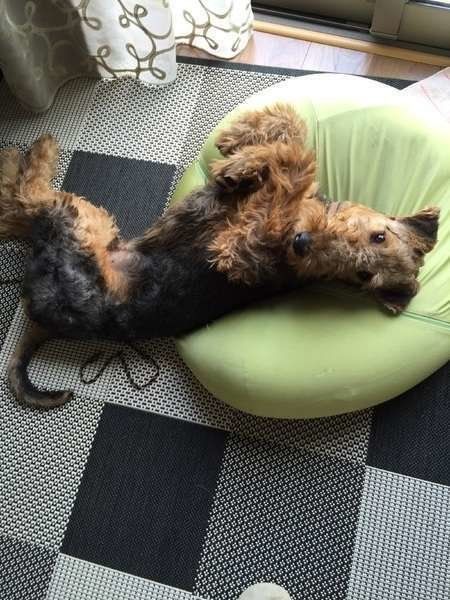 エアデール・テリアのレノンくん