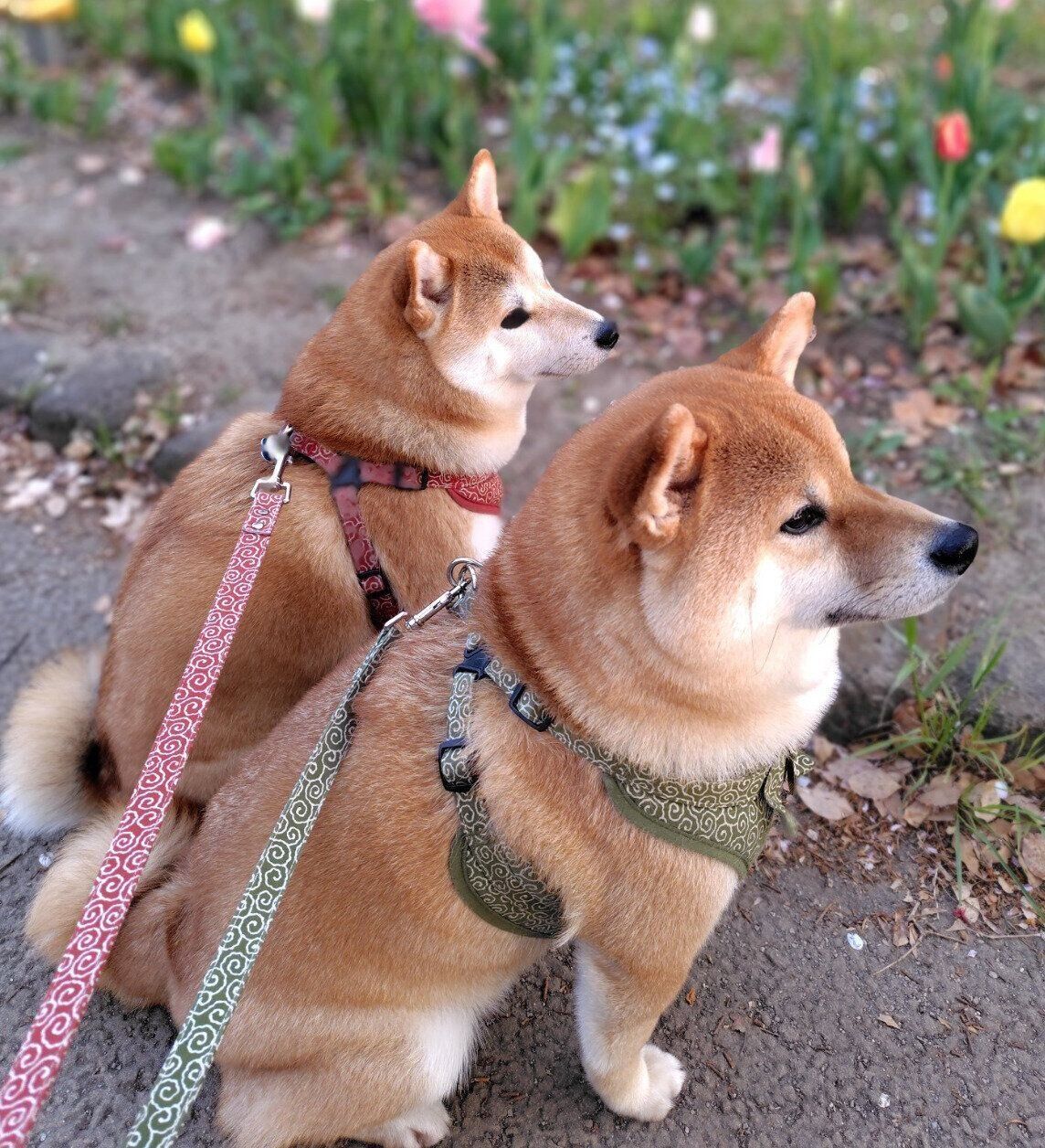 散歩をするもなかくん、くるみちゃん