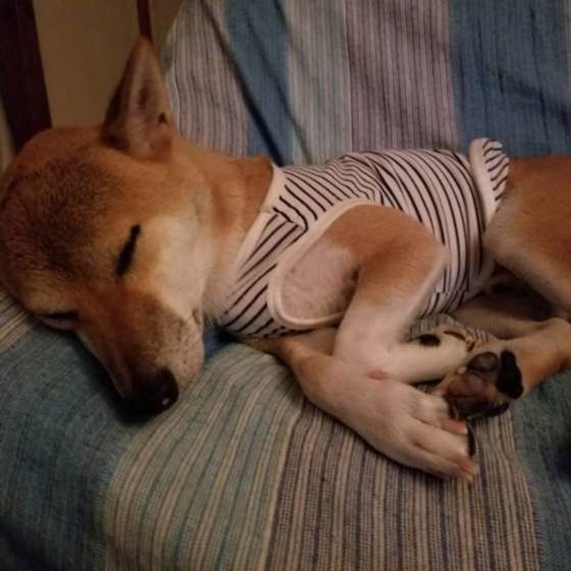 犬の平均睡眠時間が長い理由 特に長い犬種は いぬのきもちweb Magazine 犬の平均睡眠時間が長い理由 特に長い犬種は いぬのきもちweb Magazine