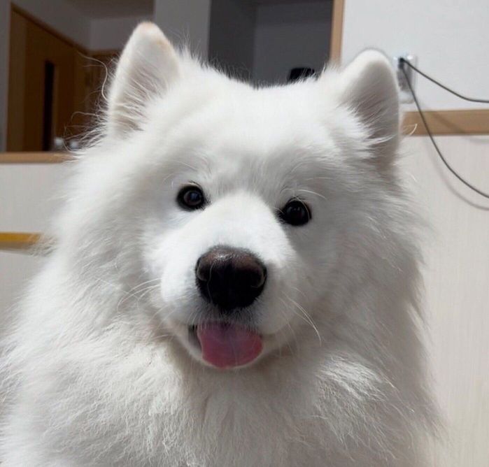 「んべっ」と舌を出すダッツくん
