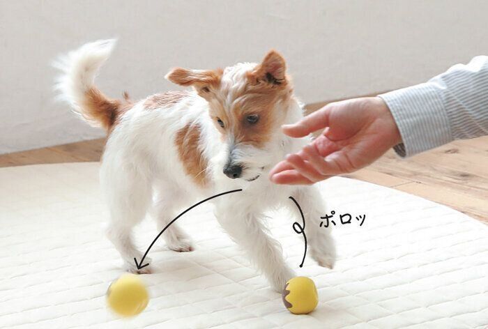 投げたおもちゃに反応する犬