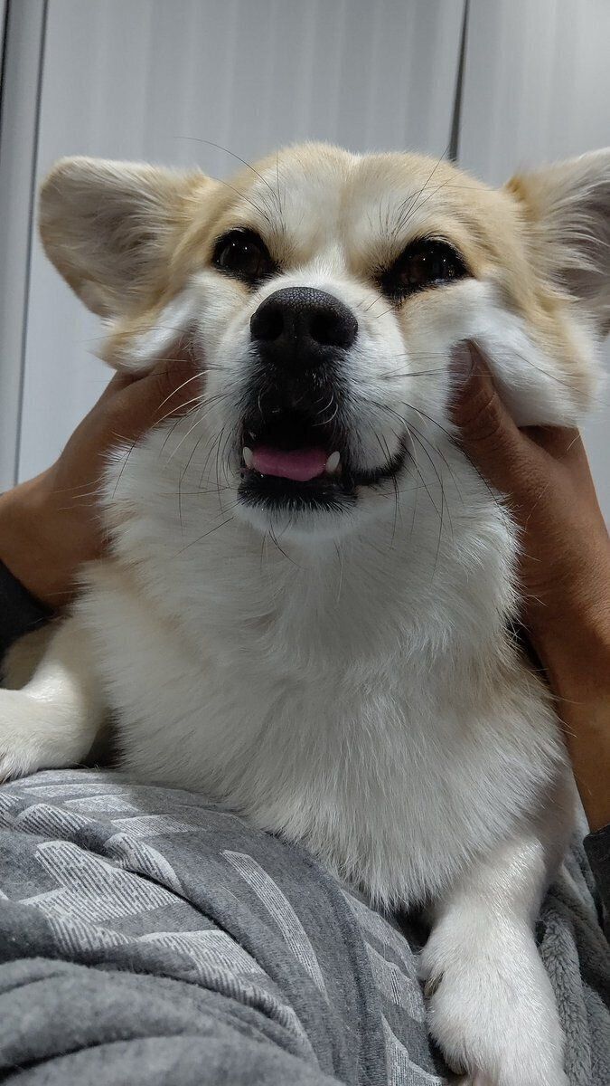 ミックス犬のえどくん