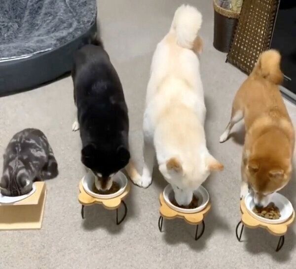 ごはんを食べるキキくん、いぶきちゃん、さきちゃん、はづきくん