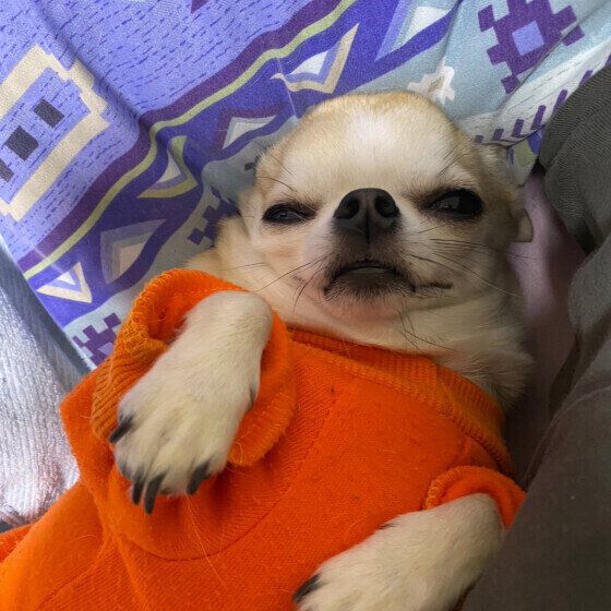 眠そうなチワワ