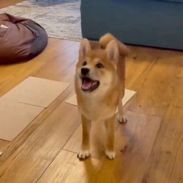 「フセ」をしようとするこぐまくん