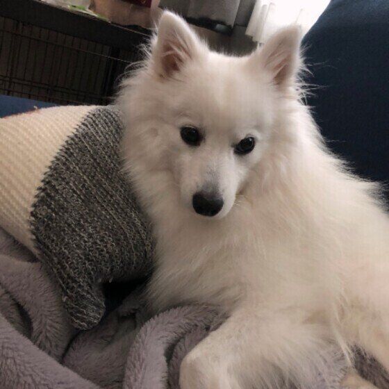 毛布の上に乗る日本スピッツ