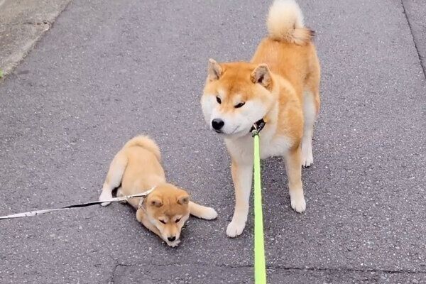行きたくないと道路で寝ちゃうわらびちゃん