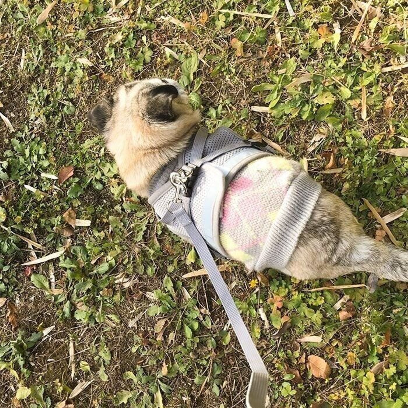 丸いだけで褒められちゃうパグ犬 連載 パグ犬 めー Vol 86 いぬのきもちweb Magazine 丸いだけで褒められちゃうパグ犬 連載 パグ犬 めー Vol 86 いぬのきもちweb Magazine