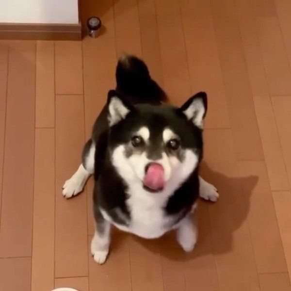 ごはんが待ちきれない豆太郎くん