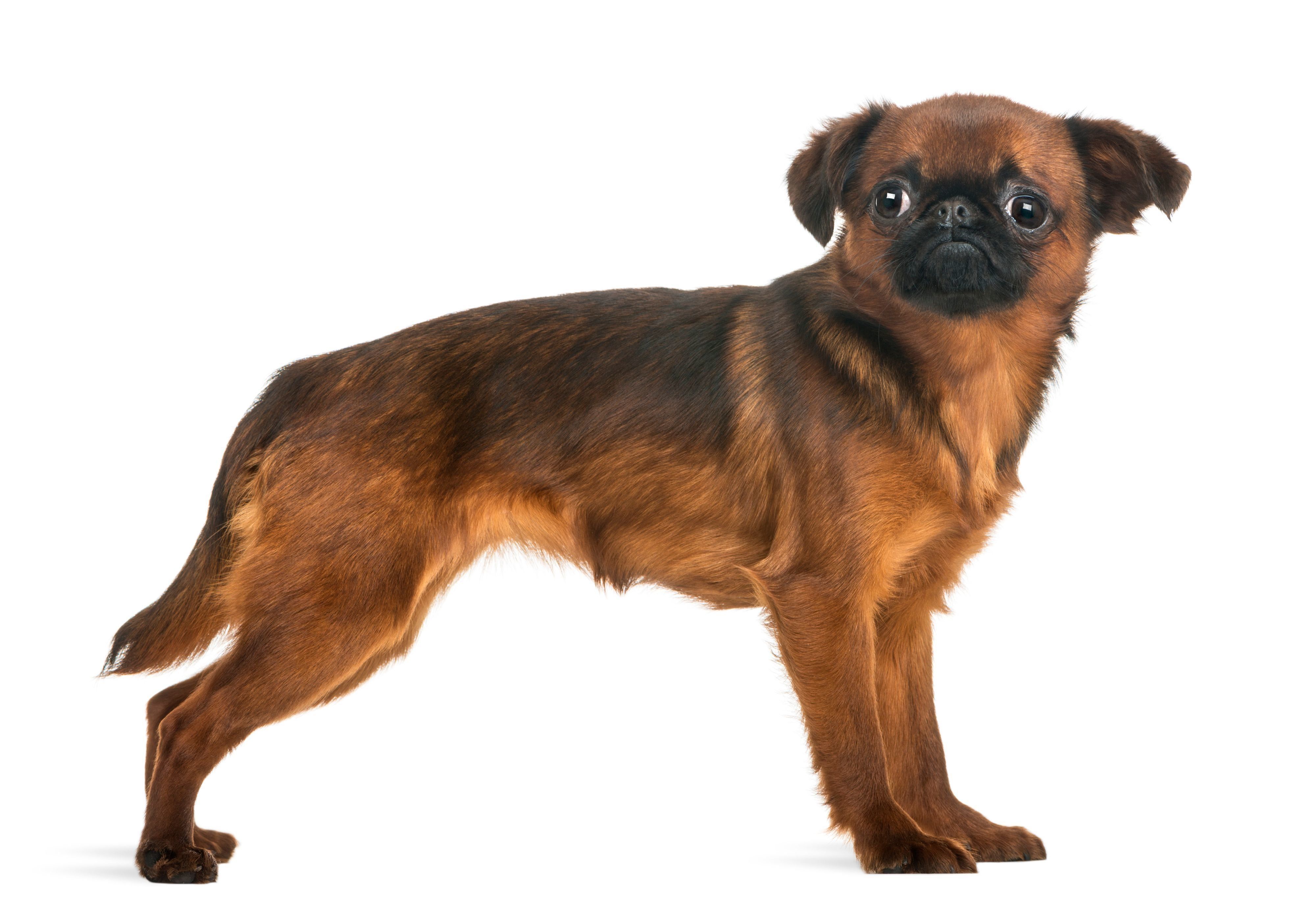 プチ・ブラバンソン