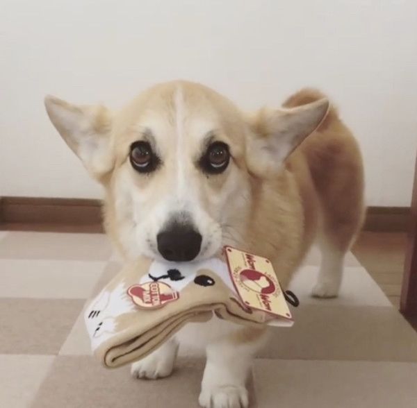 靴下をくわえて逃げ回る犬