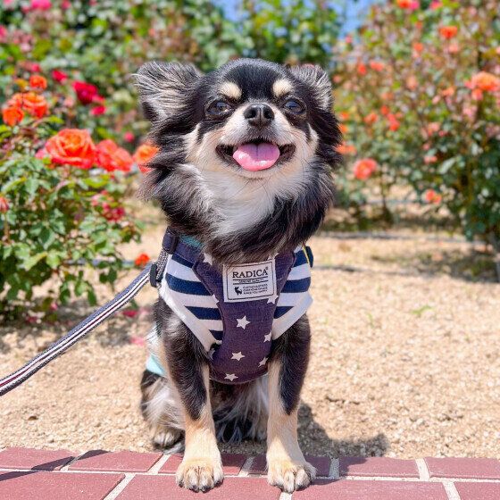 興奮している犬を落ち着かせる方法 犬の興奮にどう対応すべき? いぬのきもち