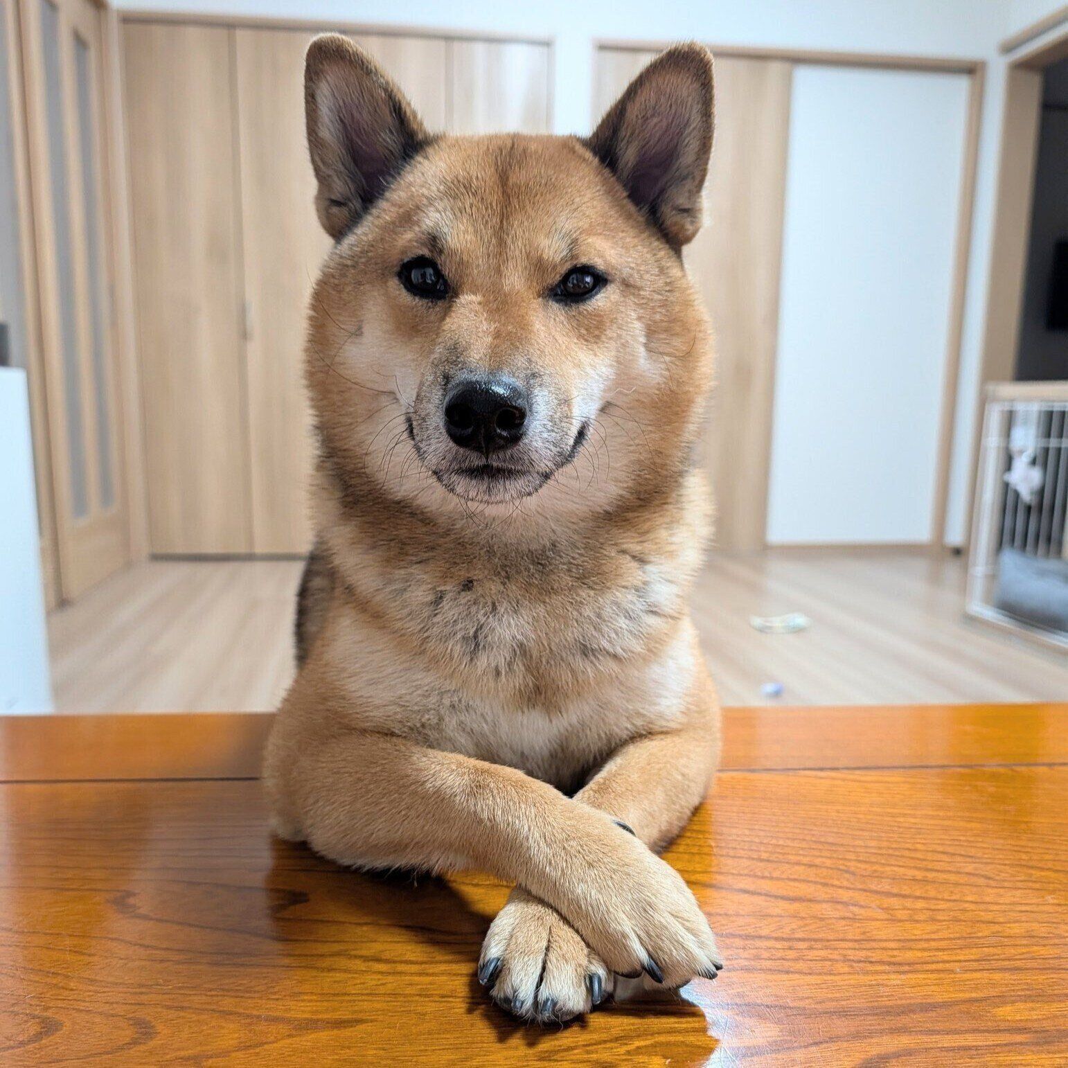 なんだかカッコイイ！　前足をクロスして飼い主さんを見つめるとわくん