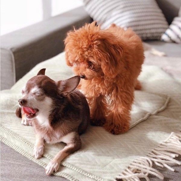 トイプードルとチワワ