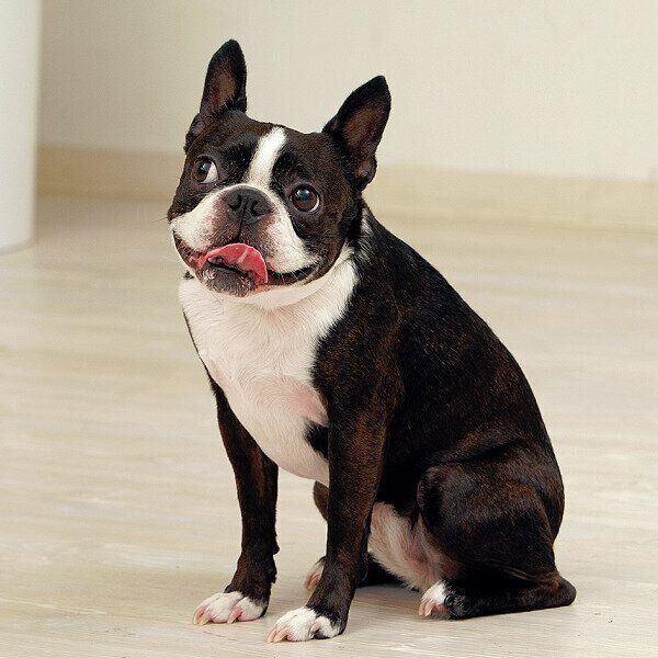 いくつ分かるかチャレンジしてみましょう！