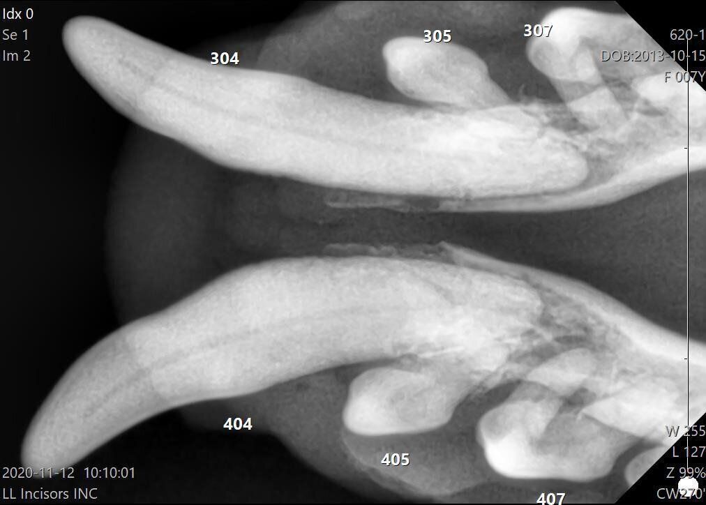 骨が溶けて、左右のあごが皮一枚でつながっています
