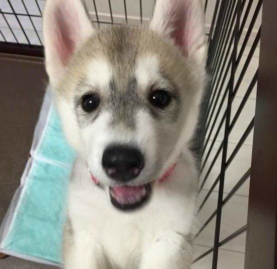 シベリアン・ハスキーのエマちゃん