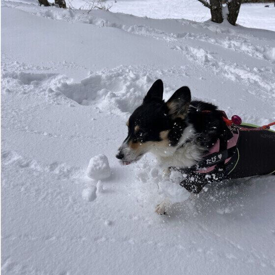 ウェルシュ・コーギー・ペンブロークのたびちゃん