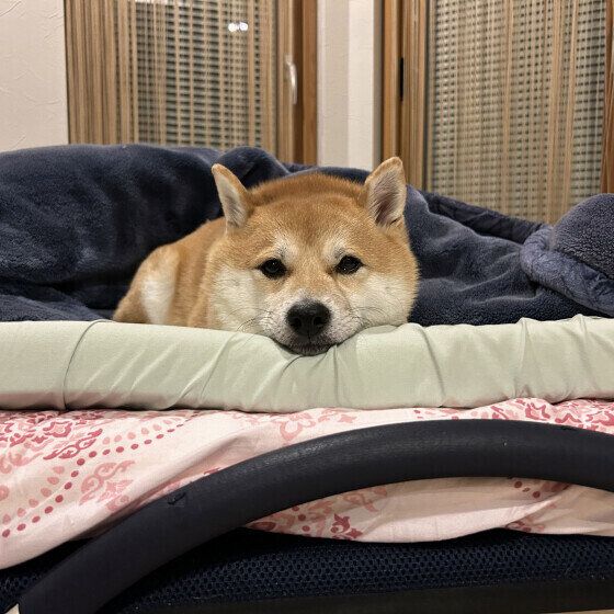 犬が「ふー」とため息をつく理由と注意点 犬の体調不良や病気が原因の可能性も いぬのきもち