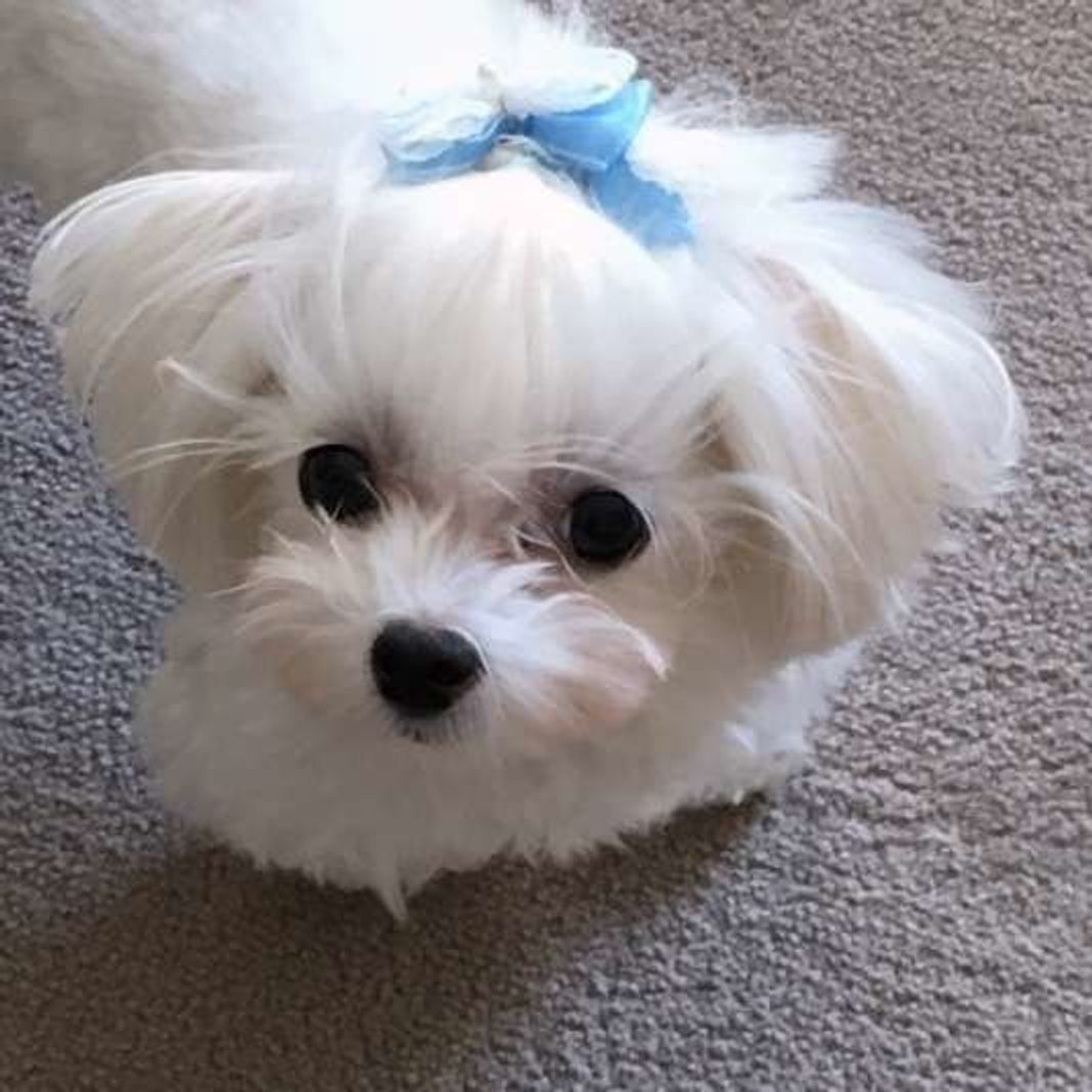 愛犬に 一緒にいても楽しくない って思われてない 愛犬の反応でチェック いぬのきもちweb Magazine 愛犬に 一緒にいても楽しくない って思われてない 愛犬の反応でチェック いぬのきもちweb Magazine