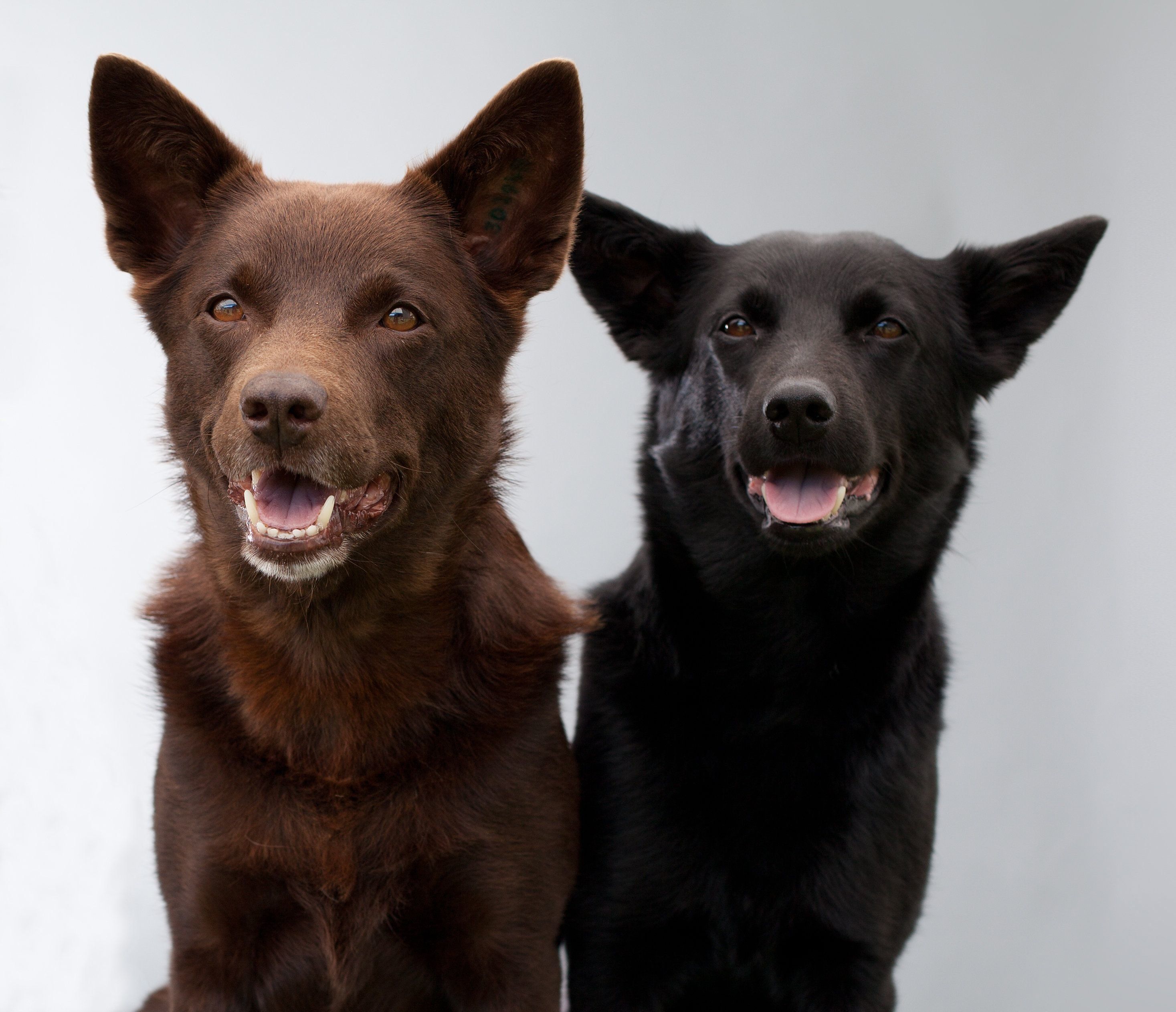 オーストラリアン・ケルピー