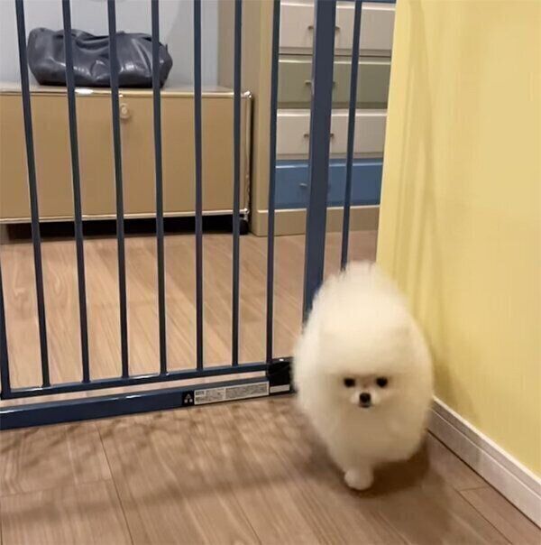 柵を突破するむうちゃん