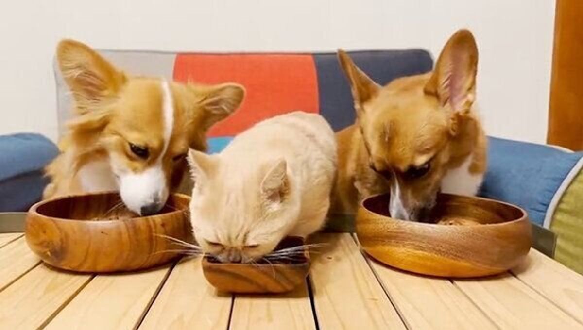 通行人 そのコは 何してるの 飼い主 わかりません 散歩中の犬の姿に笑わずにはいられない いぬのきもちweb Magazine 通行人 そのコは 何してるの 飼い主 わかりません 散歩中の犬の姿に笑わずにはいられない いぬのきもちweb Magazine