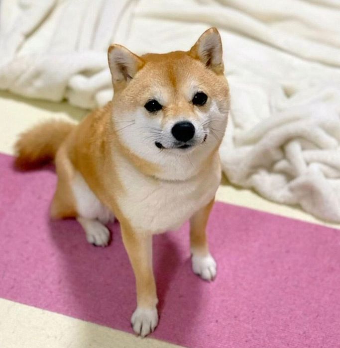 見つめるモモちゃん