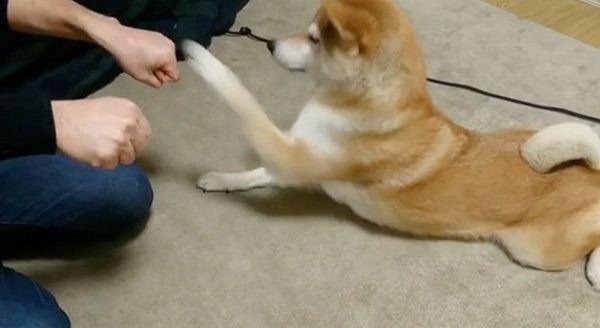 チーズが欲しい柴犬