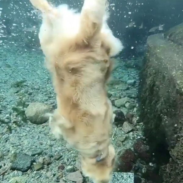 川で潜る犬