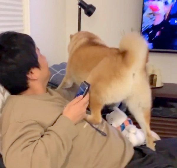 パパさんの邪魔をする味噌ちゃん