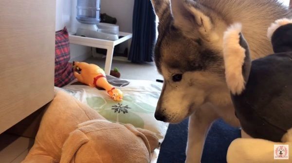 シベリアン・ハスキーの文太ちゃん