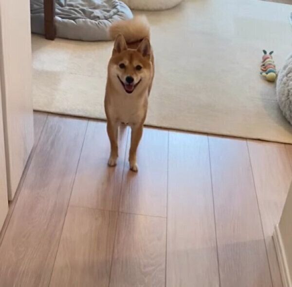 飼い主さんのことを出迎えるみりんちゃん