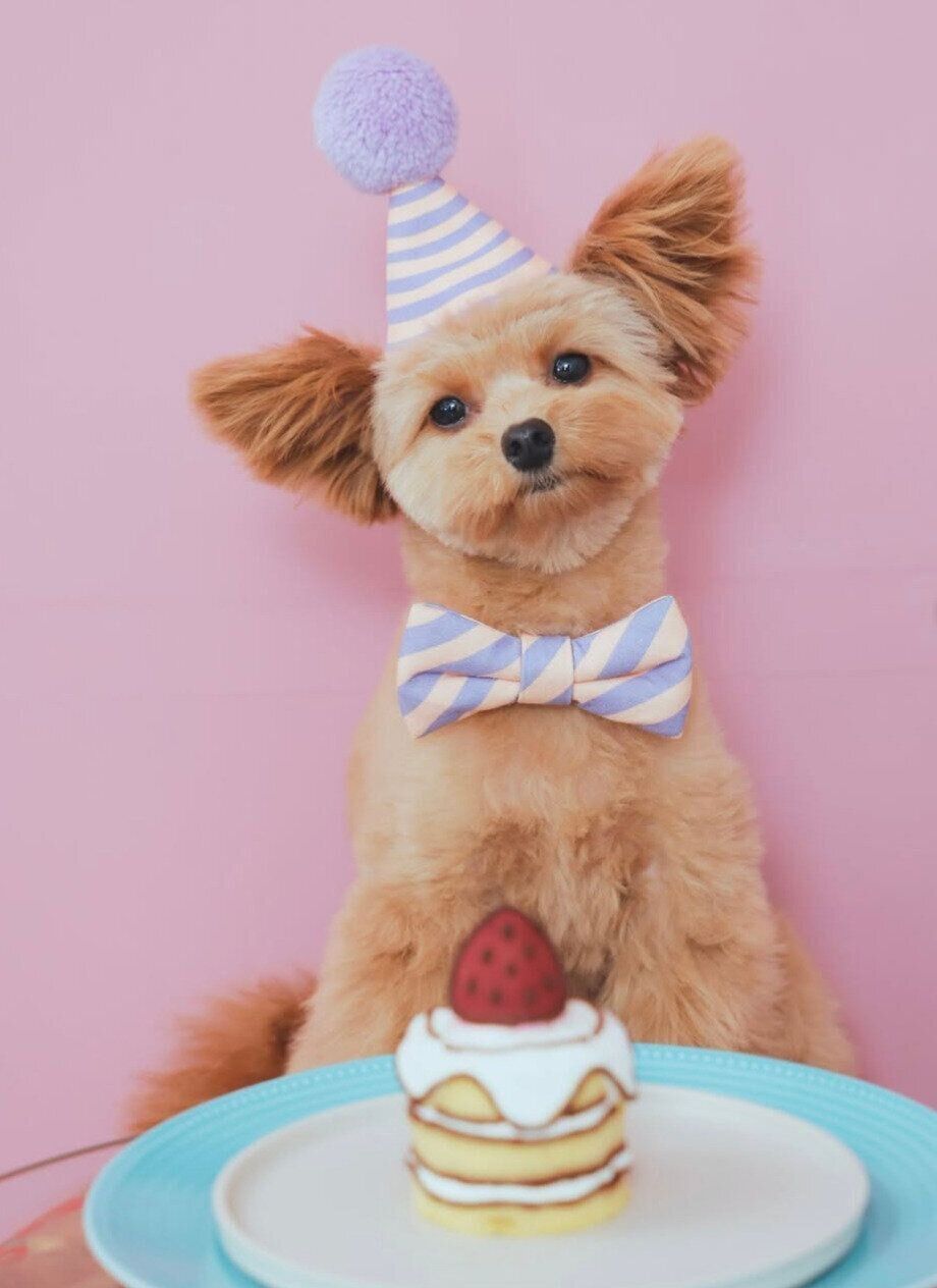 1才の誕生日の記念撮影をするすあまちゃん