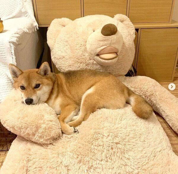 くつろぐアキちゃん