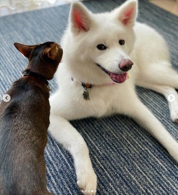 ユキちゃんとアビくん