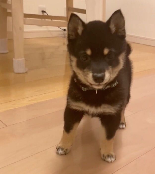 起き上がるごまちゃん