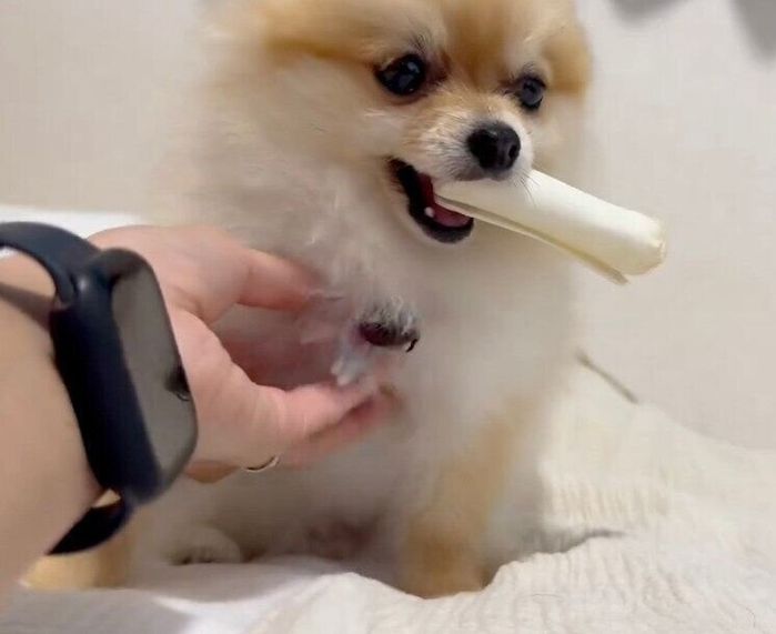 お気に入りのガムをくわえながら飼い主さんにおねだりするぽんちゃん