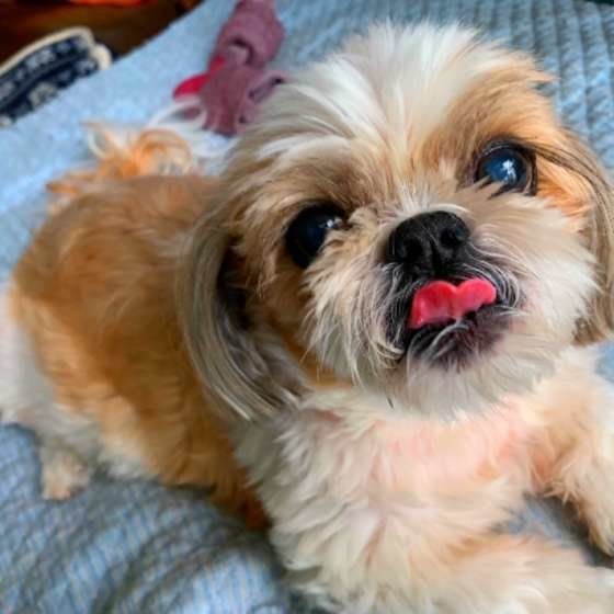 舌を出すシー・ズー