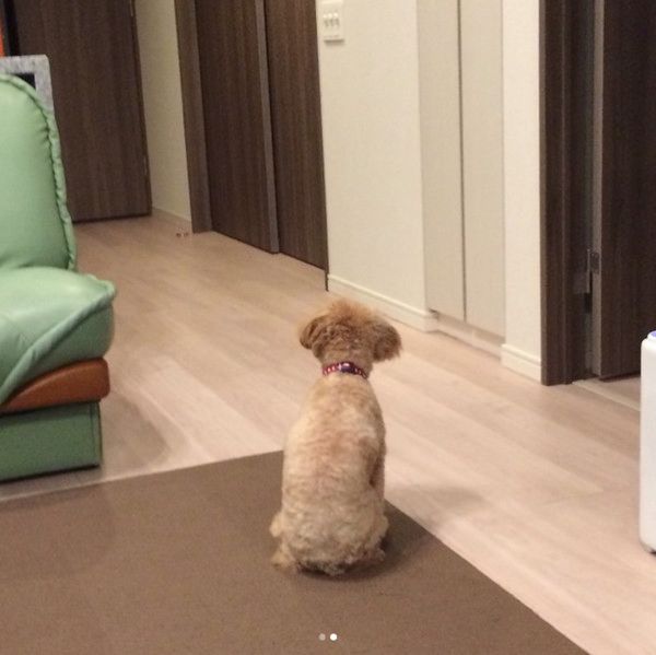 ご主人の帰りを待つ犬