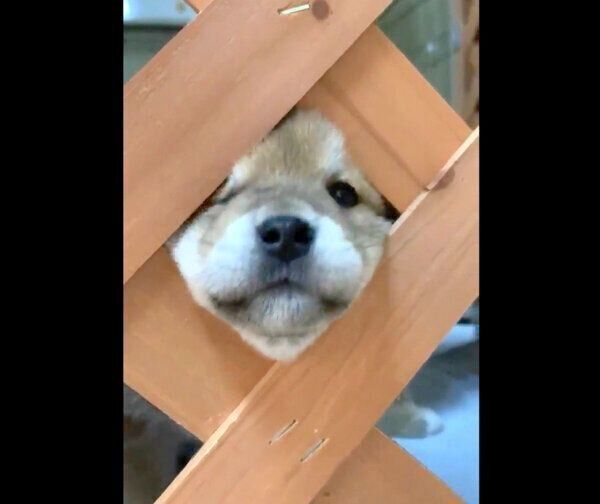 柵からお顔を出す柴犬の子犬