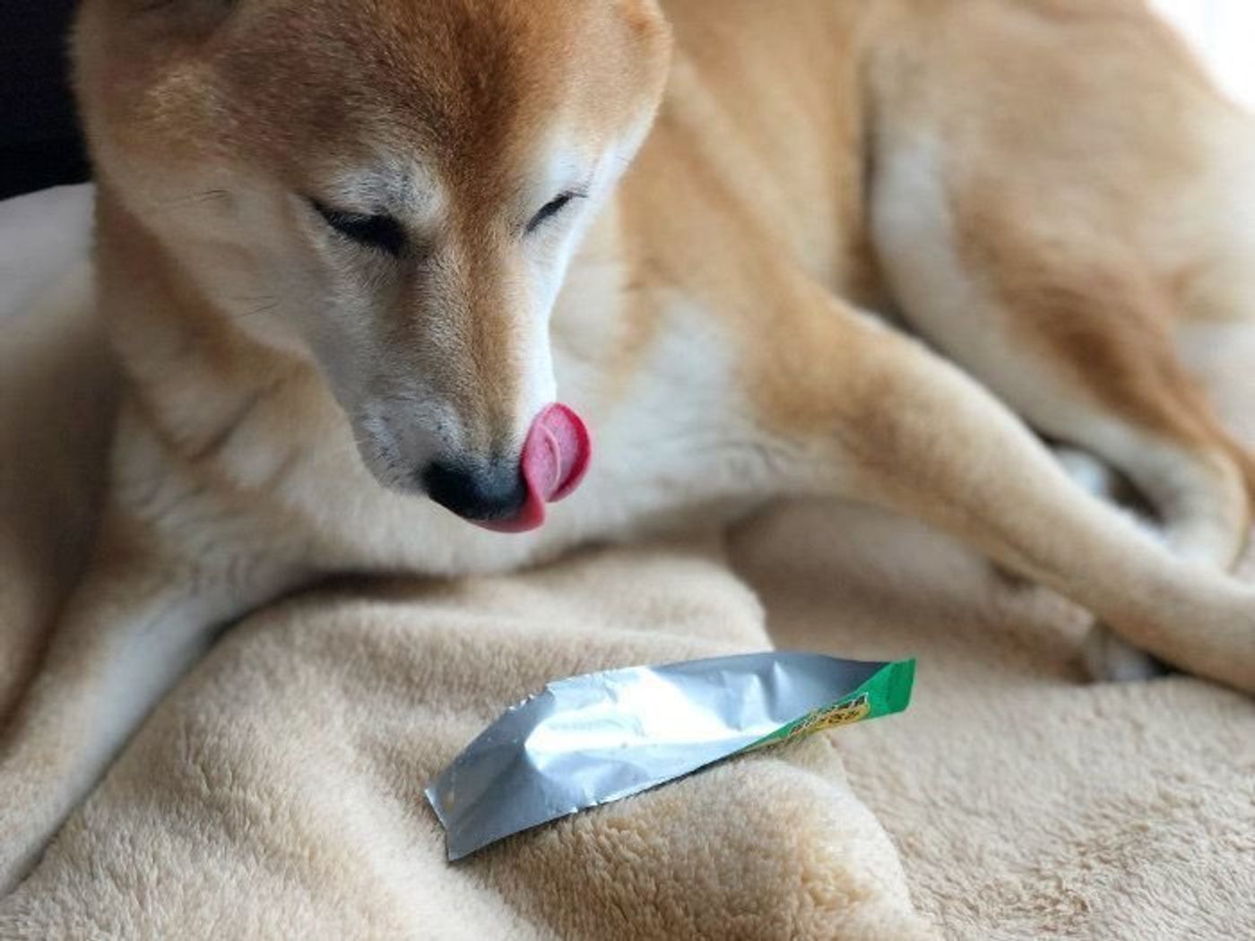 柴犬マロたん 犬用ちゅーるで毎日らくらく服薬できるようになりました いぬのきもちweb Magazine 柴犬マロたん 犬用ちゅーるで毎日らくらく服薬できるようになりました いぬのきもちweb Magazine