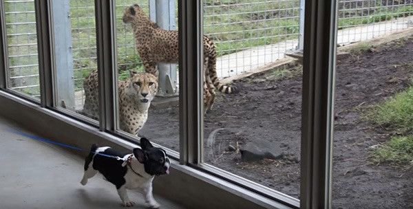 チーターとフレンチ・ブルドッグ