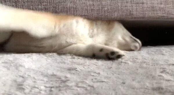 ソファから脱出しようとする唯ちゃん