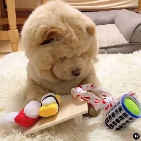 寿司職人に扮したくり蔵くん