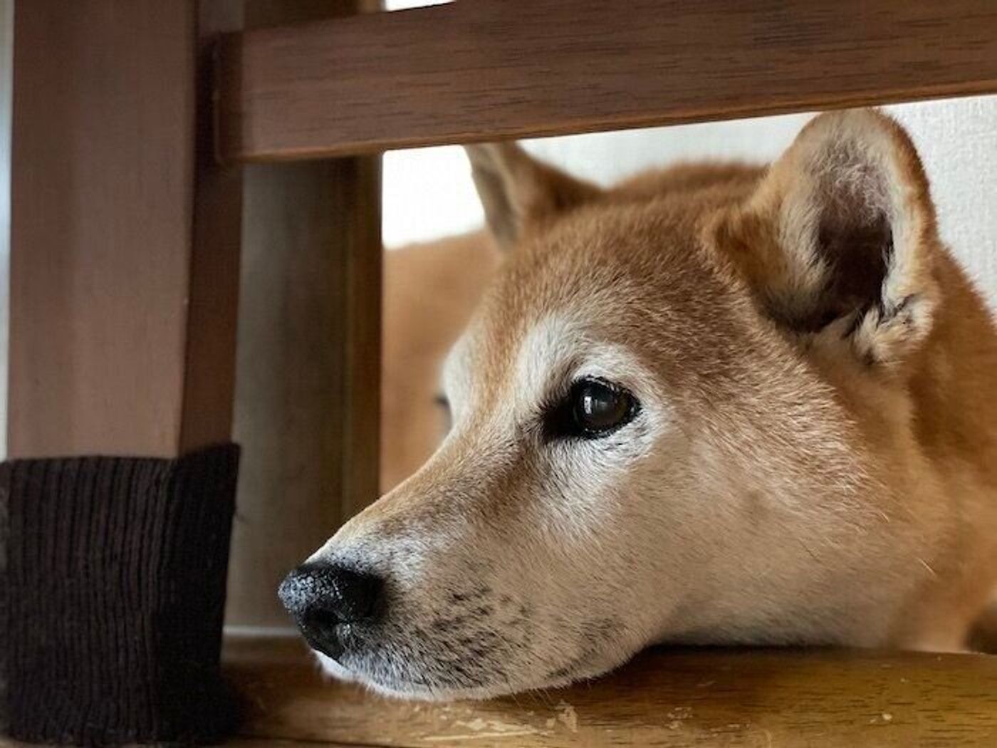 おやつ の魔法もきかなくなった 柴犬マロたんが しゅん としてしまったこととは いぬのきもちweb Magazine おやつ の魔法もきかなくなった 柴犬マロたんが しゅん としてしまったこととは いぬのきもちweb Magazine