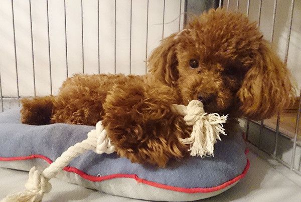 遊ぶトイ・プードル