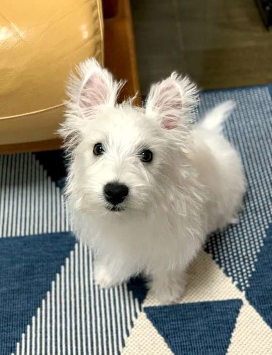 ウエスト・ハイランド・ホワイト・テリア