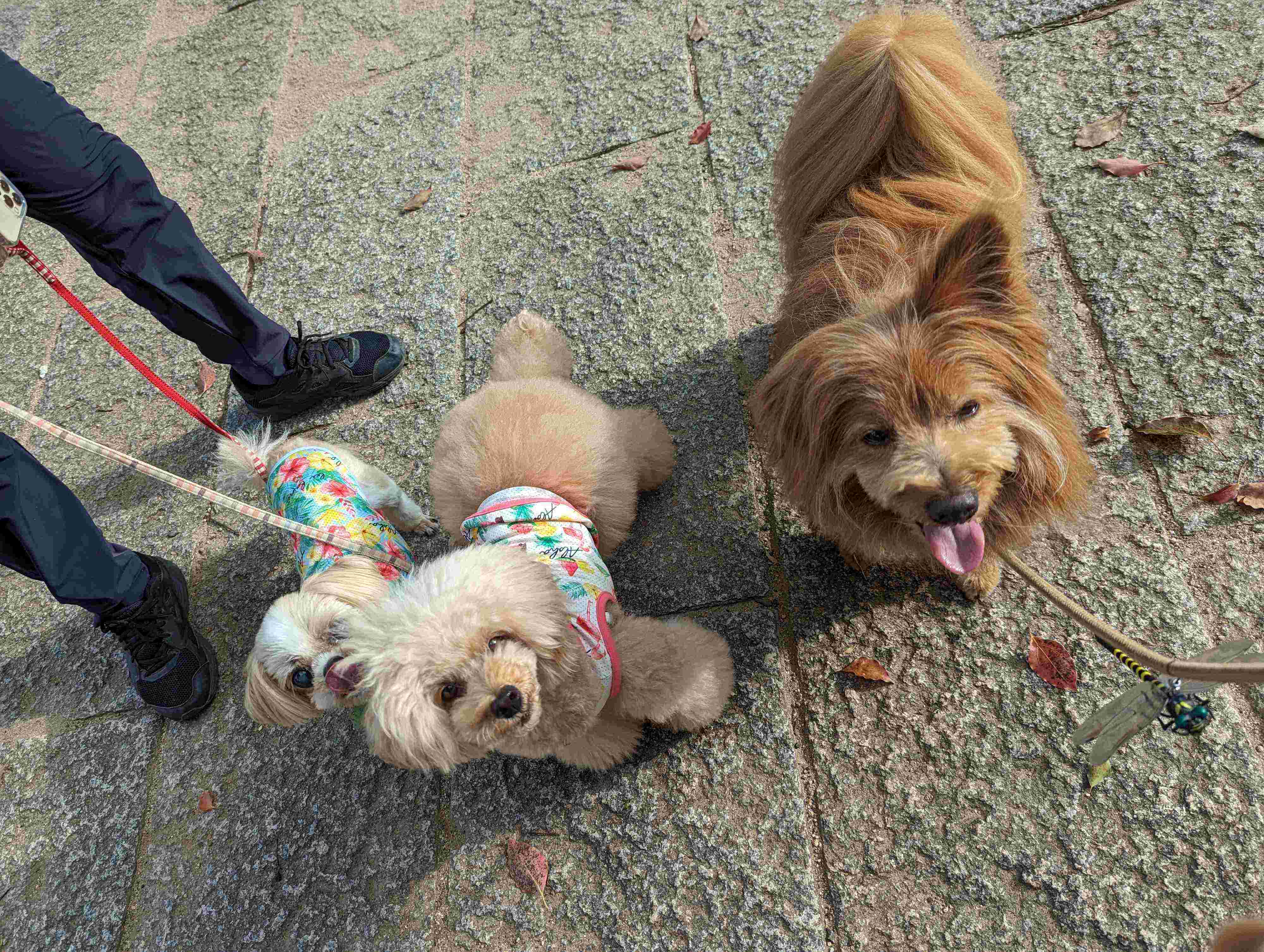 ペロリするハイシニア犬