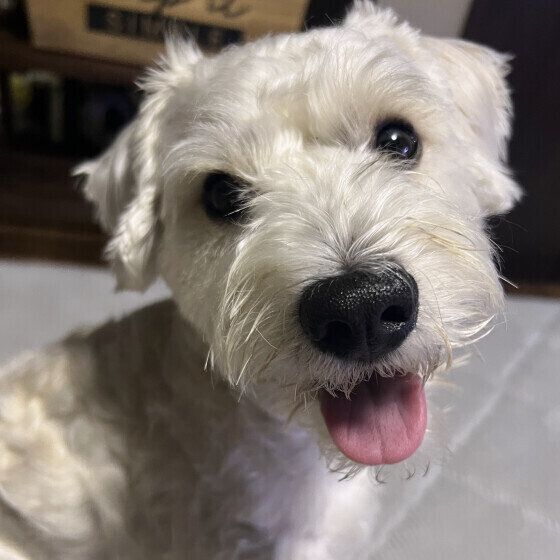 犬の緊張が高まる？ 犬が苦手に感じやすい6つの環境とは いぬのきもち